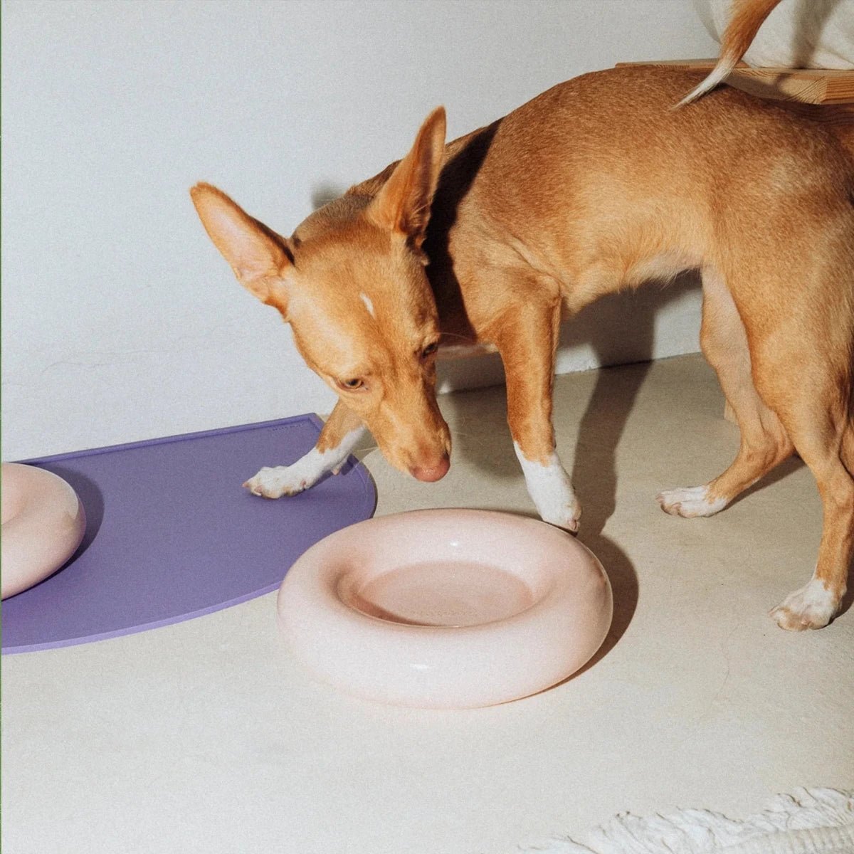 HotDog Pets - Ceramic Dog Feeder | Pink - Pets - DANSKshop.com
